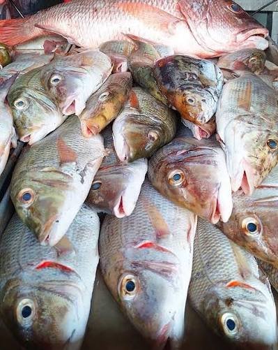 Kibua - Meat fresh GENGE ONLINE