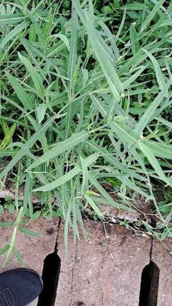 Mchunga - Vegetables fresh GENGE ONLINE