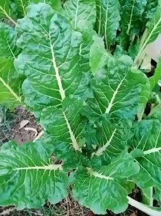 Spinachi - Vegetables fresh GENGE ONLINE